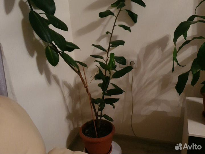 Стильные Комнатные цветы,а так же отростки