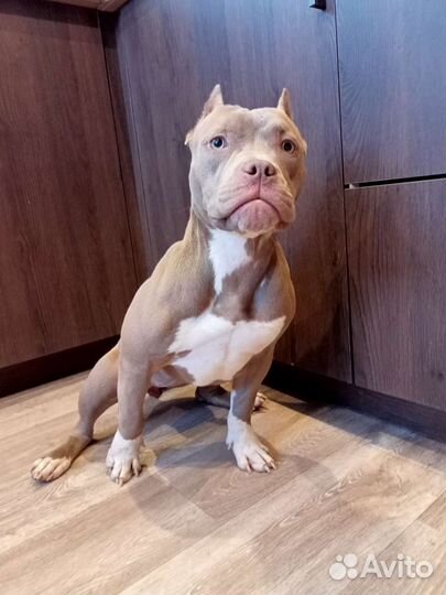 Американский булли