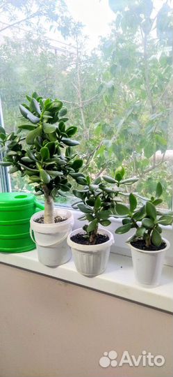 Толстянка (Денежное дерево )