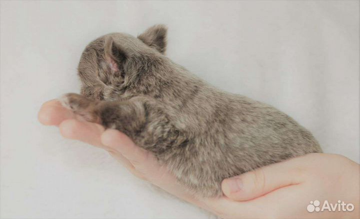 Чихуахуа щенки