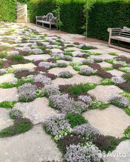 Тимьян (оптом, в розницу) забивает сорняк