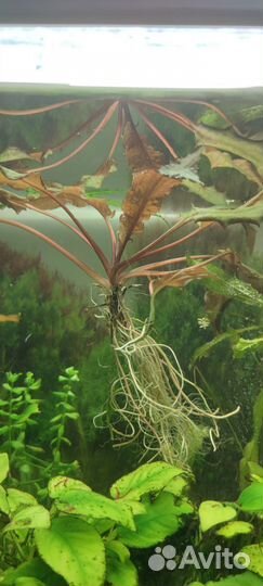 Аквариумные растения