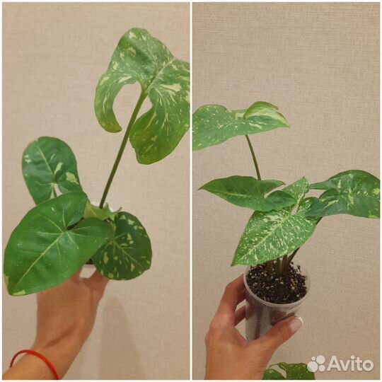 Сингониумы сортовые. Комнатные цветы