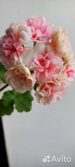 Пеларгония сортовая