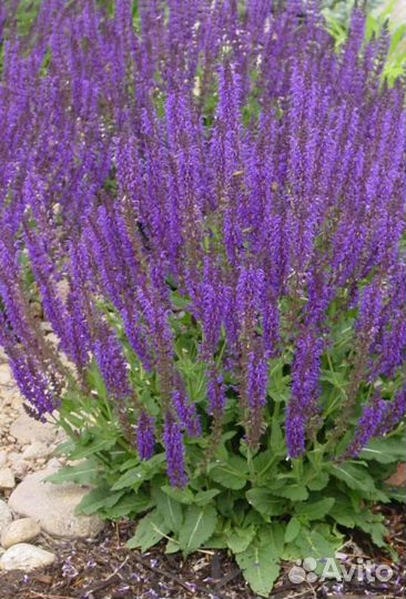 Растения для сада