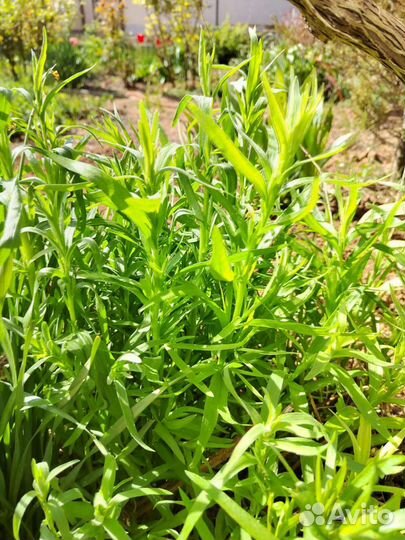 Тархун Эстрагон