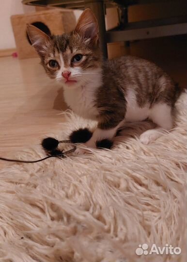 Котенок в добрые руки