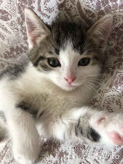 Котенок Лютик