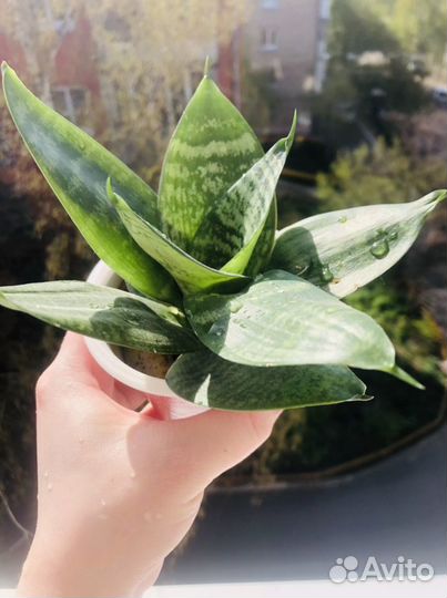 Сансевиерия