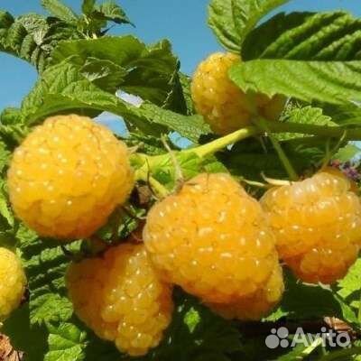 Саженцы желтой малины