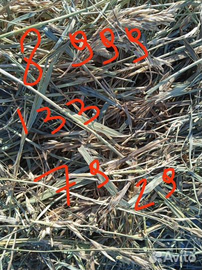 Солома,сено,горох кормовой