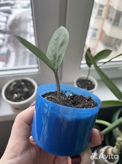 Замиокулькас