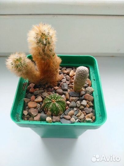 Кактусы и суккуленты