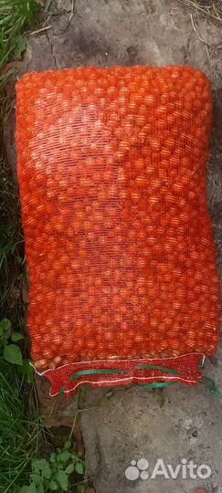 Лук севок оптом