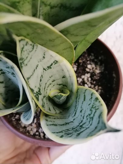 Сансевиерии разные