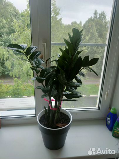 Замиокулькас