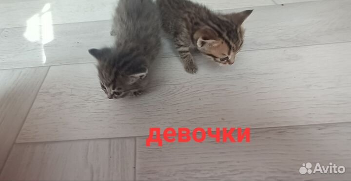 Котята