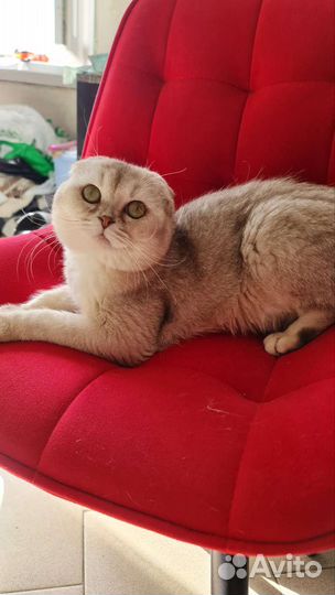 Вязка вислоухий кот