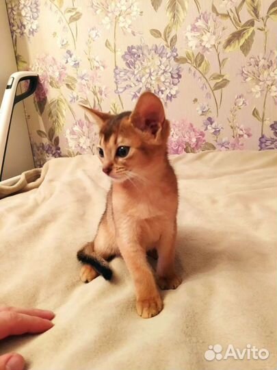 Абиссинские котята