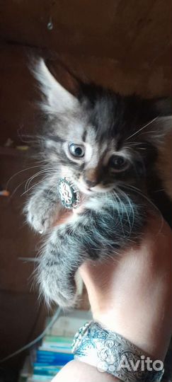 Котята курильского бобтейла