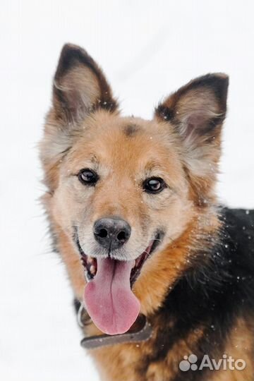 Ищет дом собака-улыбака Леди