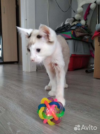 Котёнок Адмирал Нельсон