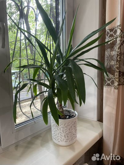 Пальма юкка