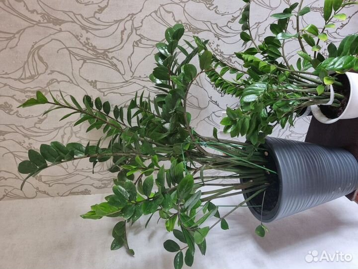 Продам цветы комнатные