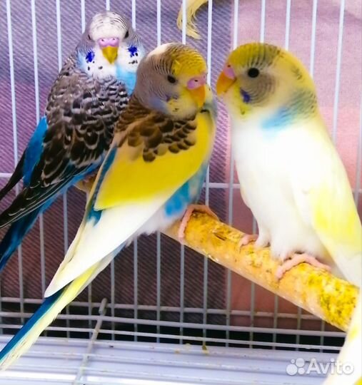 Попугай волнистый, корелла