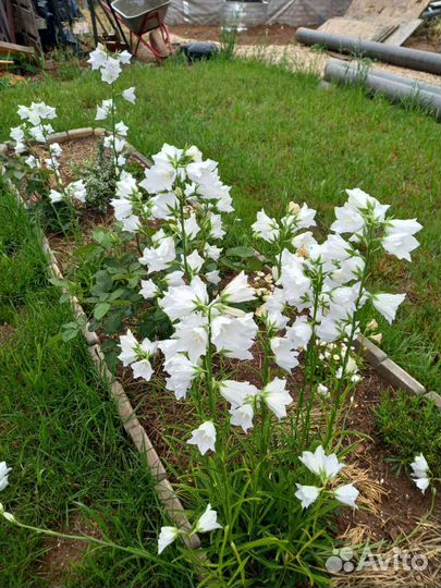 Растения для сада