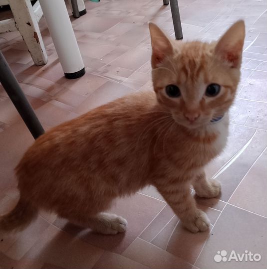 Отдам котят в хорошие руки