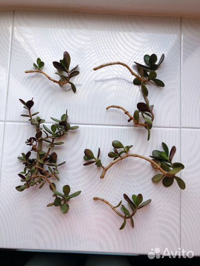 Крассула толстянка бесплатно