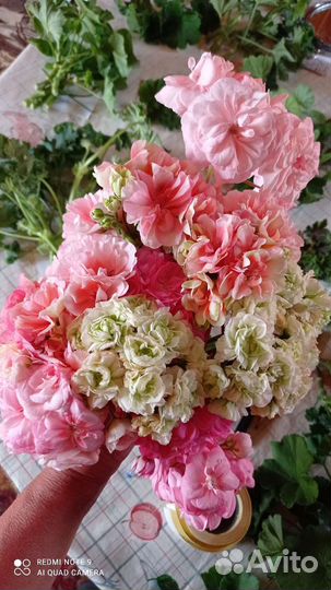 Пеларгонии (герани) сортовые