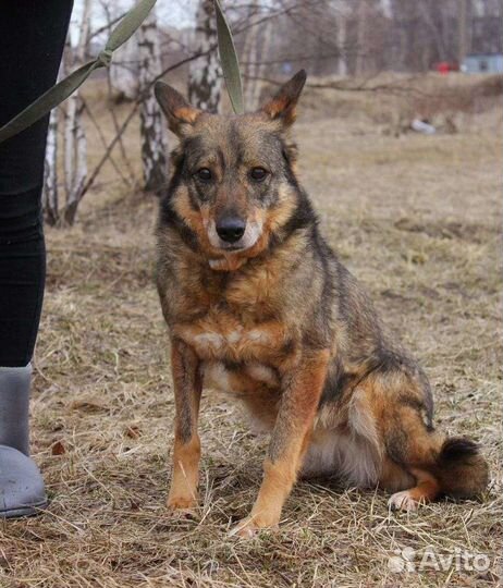 Собаке нужна помощь