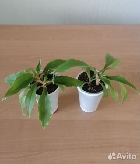 Хлорофитум Грин оранж