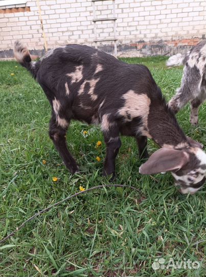 Нубийские козлята