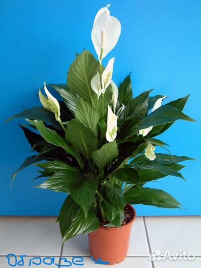 Спатифиллум (женское счастье) Бегония коралловая