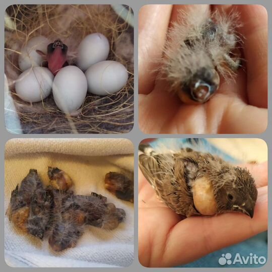 Амадины зебровые