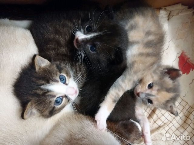 Котята муром. Small kittens hug. Котята в муроме на авито. Котята в муроме на авито. Кошечка лапочка.