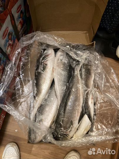 Горбуша, терпуг, лосось (австралийский )