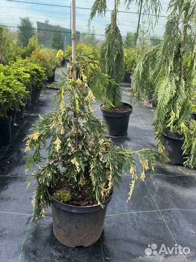 Растения для сада