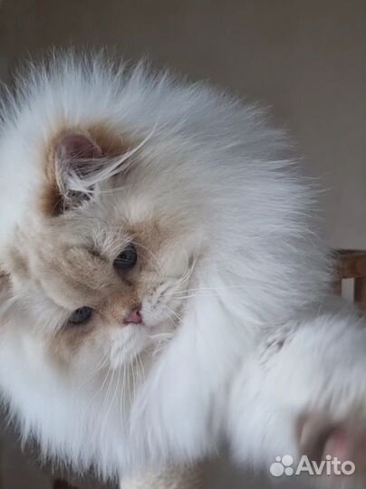 Длинношерстный голубоглазый хайленд страйт