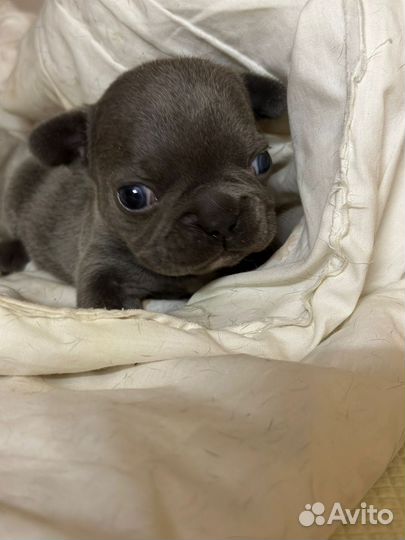 Французский бульдог