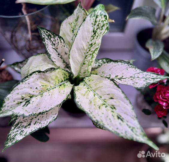 Аглаонемы 2