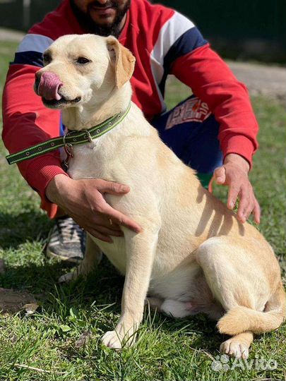 Собака в добрые руки