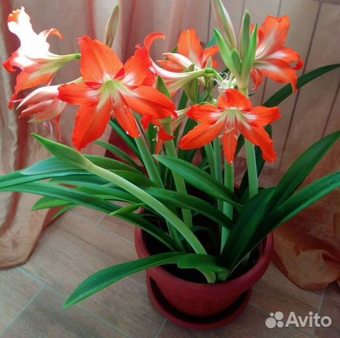 Гиппеаструм амариллис