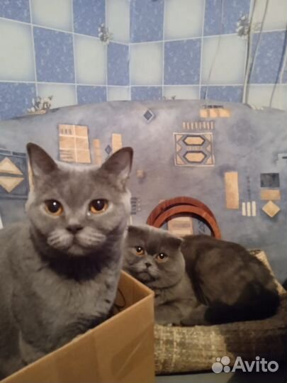 Британская