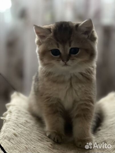 Продается девочка золотая шиншилла