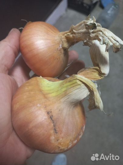 Лук севок