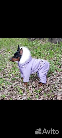 Комбинезон для маленькой собаки девочки